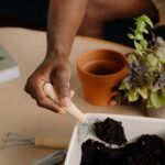 How to Start a Small Herb Garden Indoors: A Step-by-Step Guide